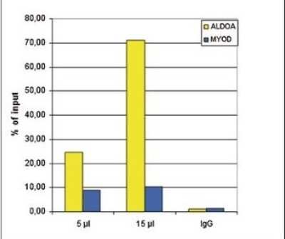 Chromatin Immunoprecipitation: Histone H3 [ac Lys9, p Ser10] Antibody [NBP2-59163] - ChIP assays were performed using human osteosarcoma (U2OS) cells, the antibody against H3K9acS10p and optimized PCR primer sets for qPCR. Chromatin was sheared with a shearing ChIP kit. ChIP was performed using sheared chromatin from 1.5 million cells. A titration of the antibody consisting of 5 and 15 uL per ChIP experiment was analysed. IgG (5 ug/IP) was used as negative IP control. QPCR was performed with primers for the ALDOA (fructose-bisphosphate aldolase A) promoter and for the coding region of the myogenic differentiation gene (MYOD), a gene that is inactive at normal conditions. Figure shows the recovery, expressed as a % of input (the relative amount of immunoprecipitated DNA compared to input DNA after qPCR analysis).